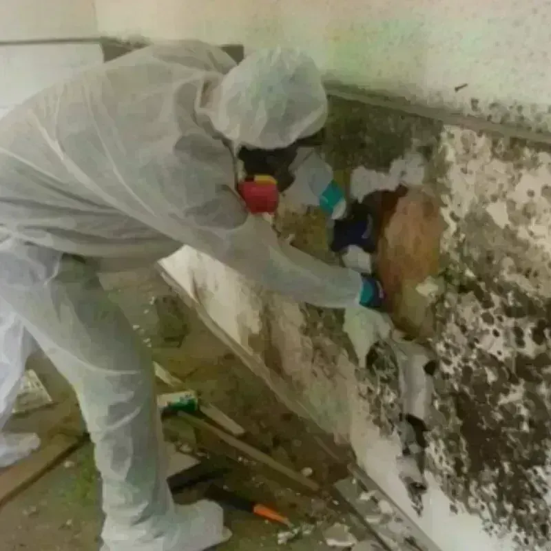 Mold Remediation and Removal in Mocksville, NC